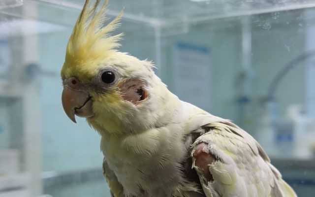 What is Beak and Feather Disease in Birds?