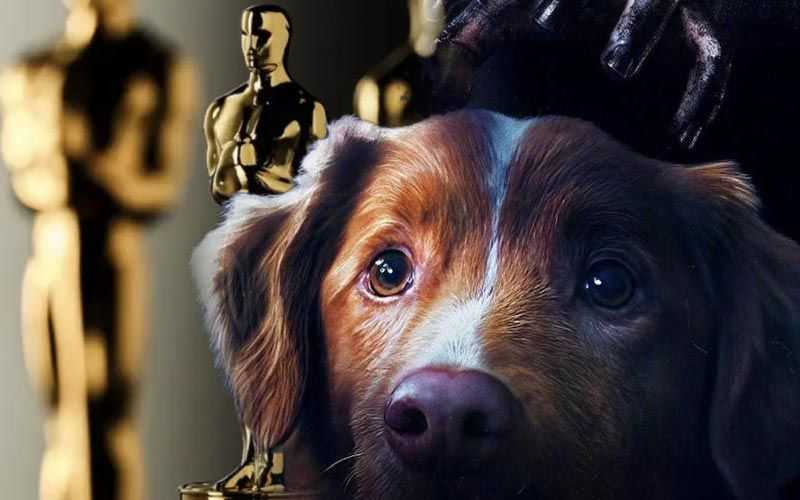 Canine Star Petitions Oscar Recognition Following Horror Film Breakout