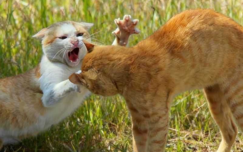 Why Do Cats Scream When Mating?