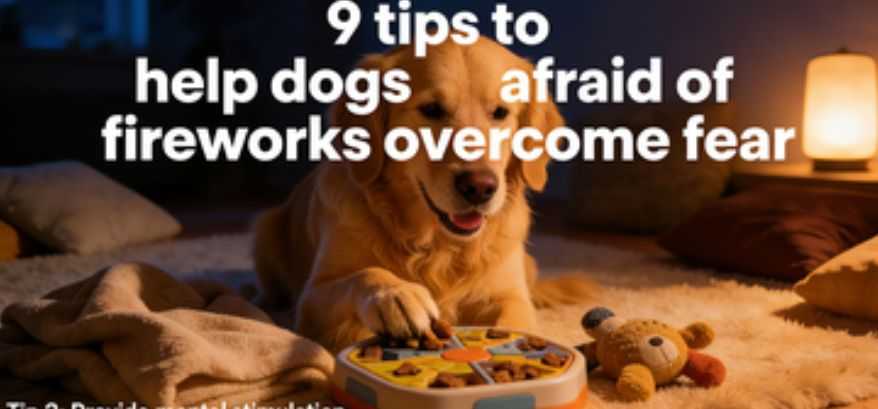 9 Tips for Helping a Dog That's Scared of Fireworks
