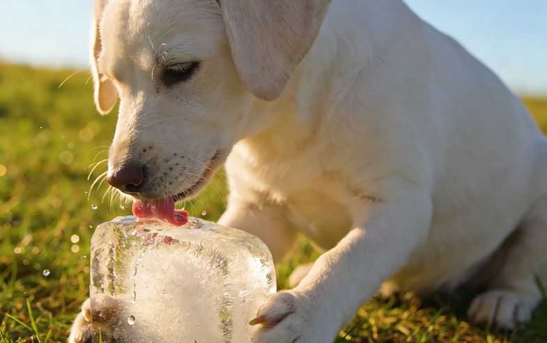 Can dogs eat ice?