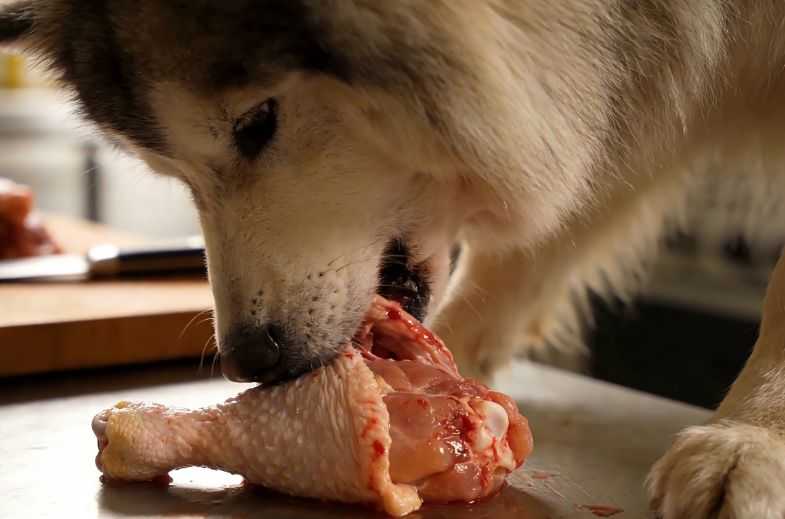 Can Dogs Eat Raw Chicken?