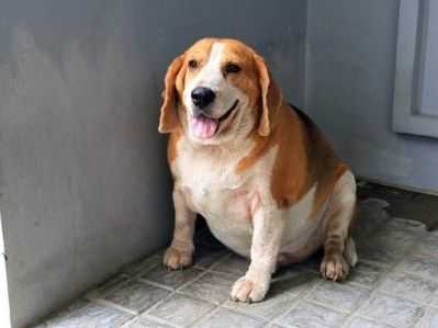 Genetic quirk in 25% of Labrador retrievers can lead to overeating, obesity