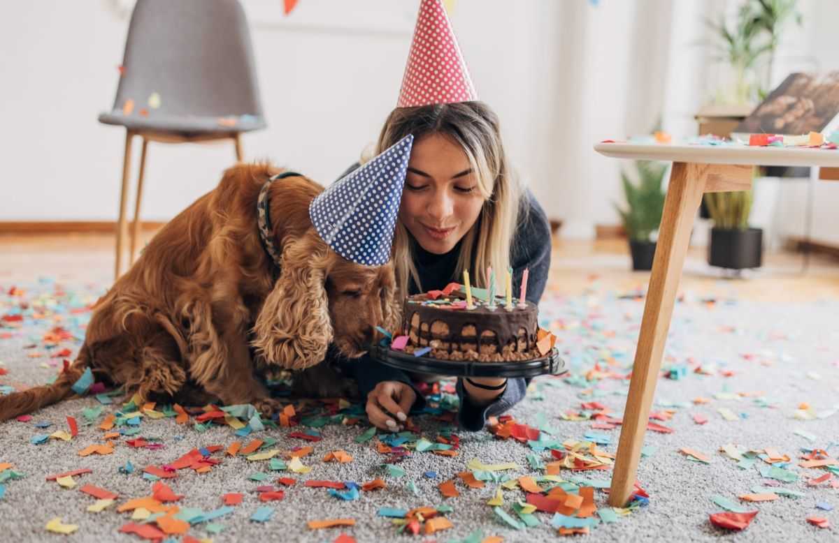 How dogs can help us learn about human ageing