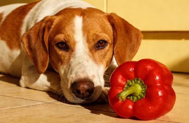 Can Dogs Eat Bell Peppers? Here's What a Vet Says