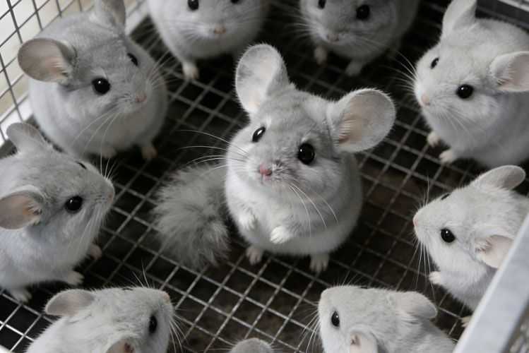 Chinchilla Care Guide: Housing, Diet, and Daily Care
