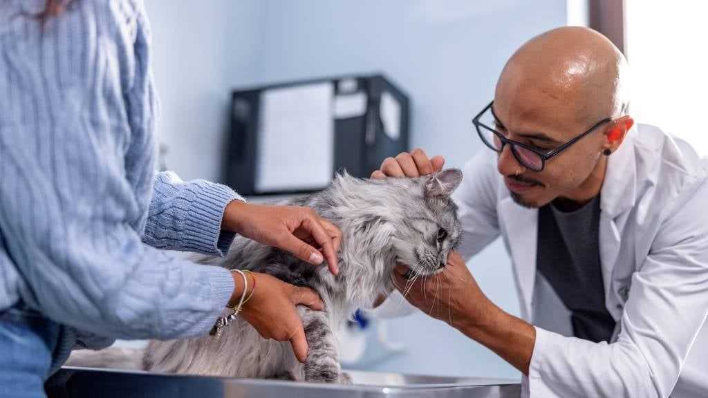 How to help your pet stay calm during vet visits