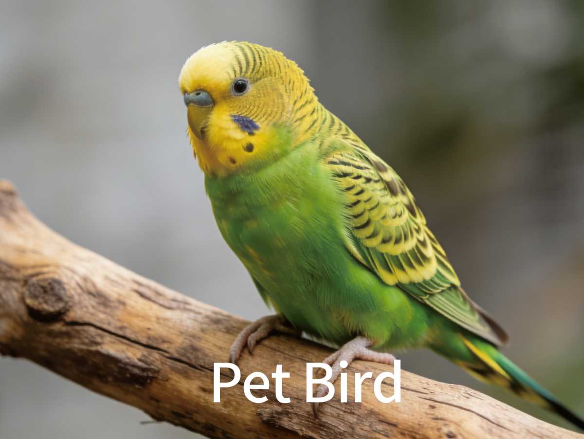 Should I Get A Pet Bird?First Pet Bird Guide