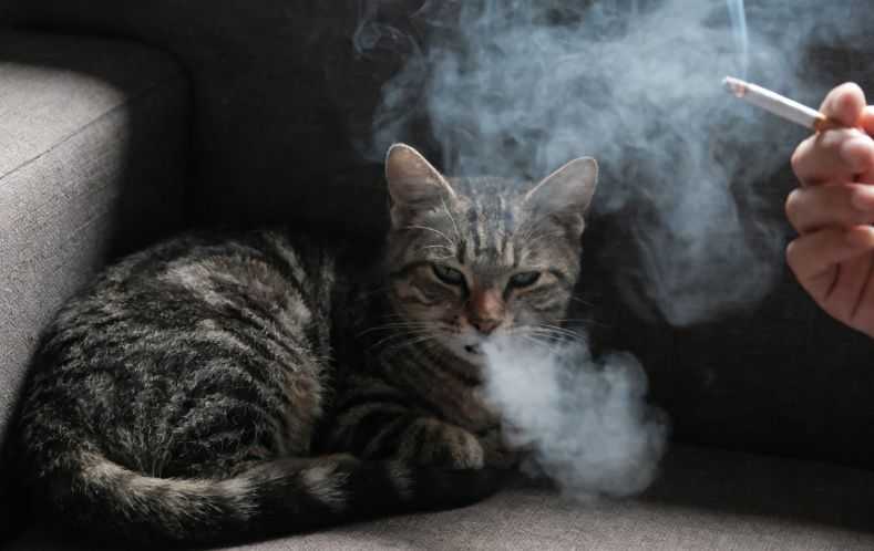 The Effects of Secondhand Smoke on Pets