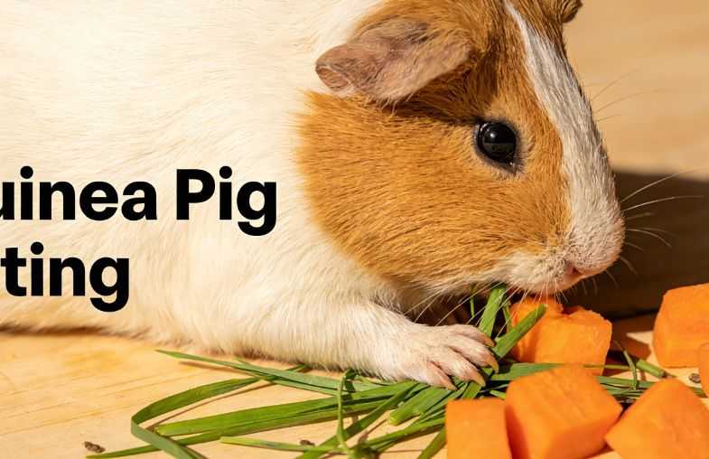 What Can Guinea Pigs Eat?