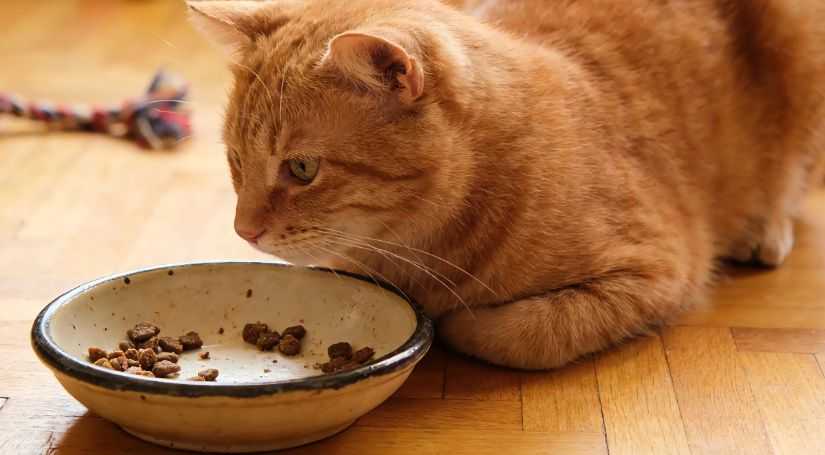 What to Do if Your Cat's Not Eating & How to Get Her Appetite Back