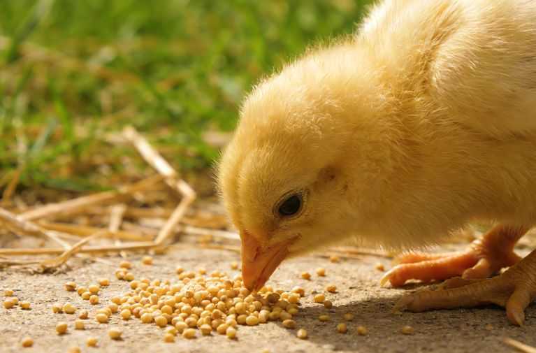 What do chicks eat?