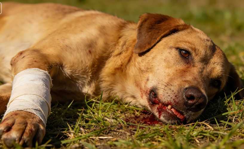Dog Wound Care: How to Clean and Treat Dog Wounds at Home
