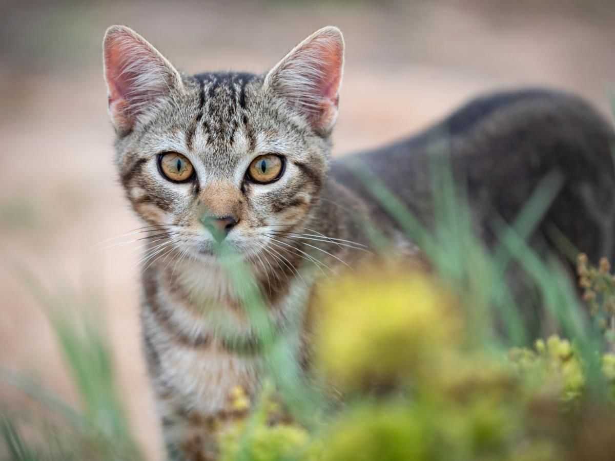 How to keep your cat healthy and happy