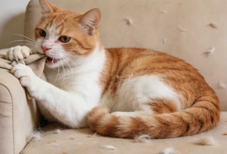 Cat Love Bites: Why They Happen and How To Respond