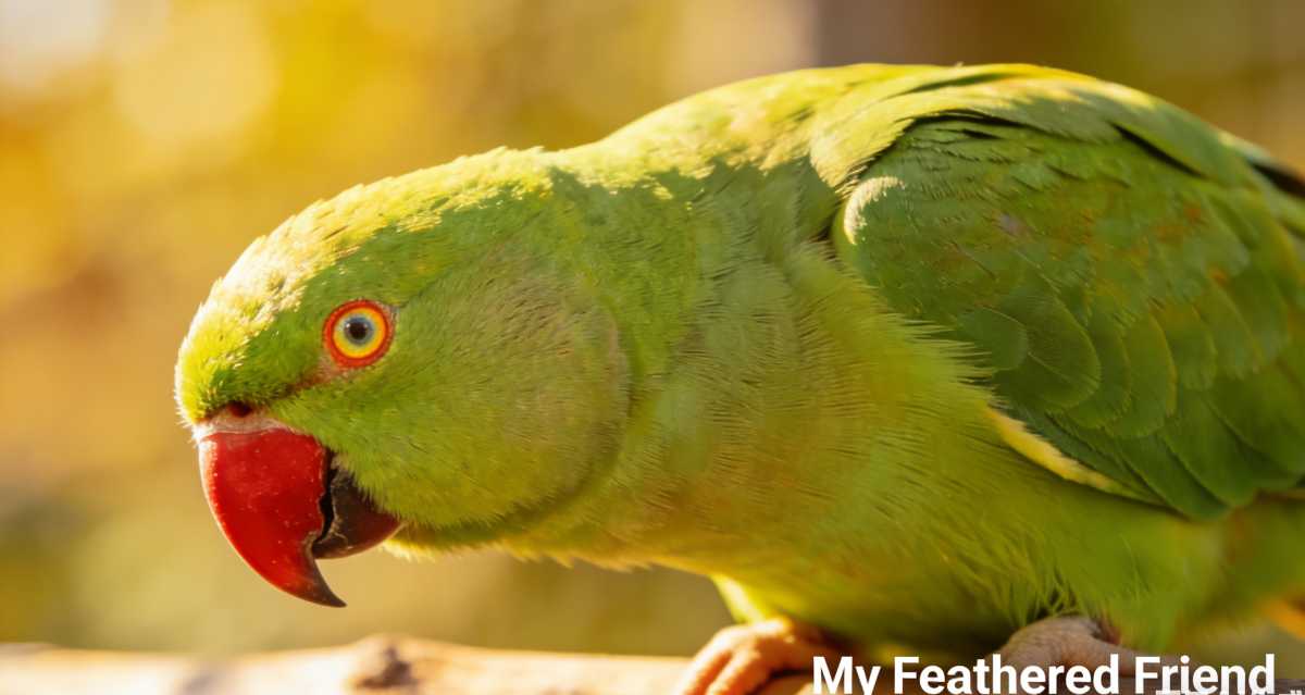Parrot Care Tips: Everything You Need To Know