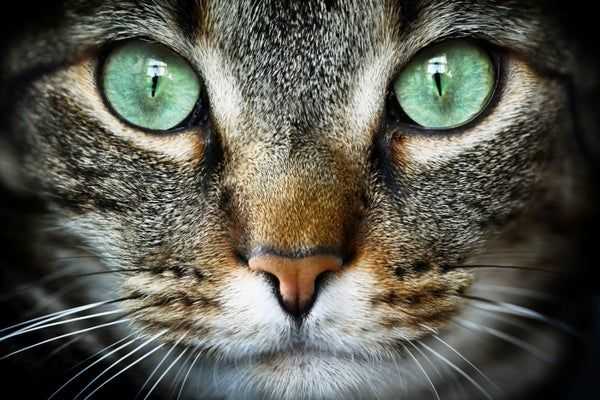 Couple Feeds Stray, Sees She Is Pregnant—Then Knows Exactly What To Do