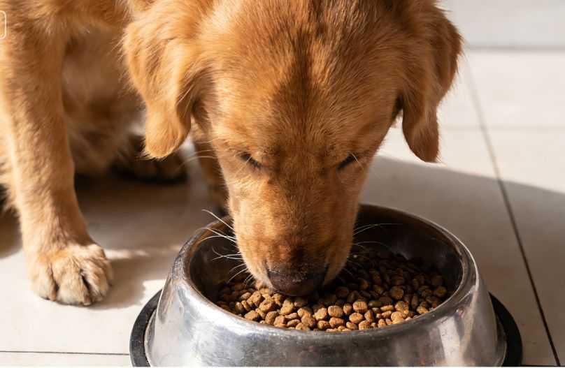 The Pros and Cons of Human-Grade Dog Food