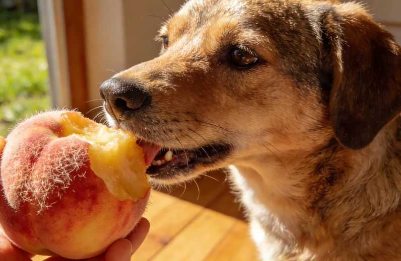 Can Dogs Eat Peaches?