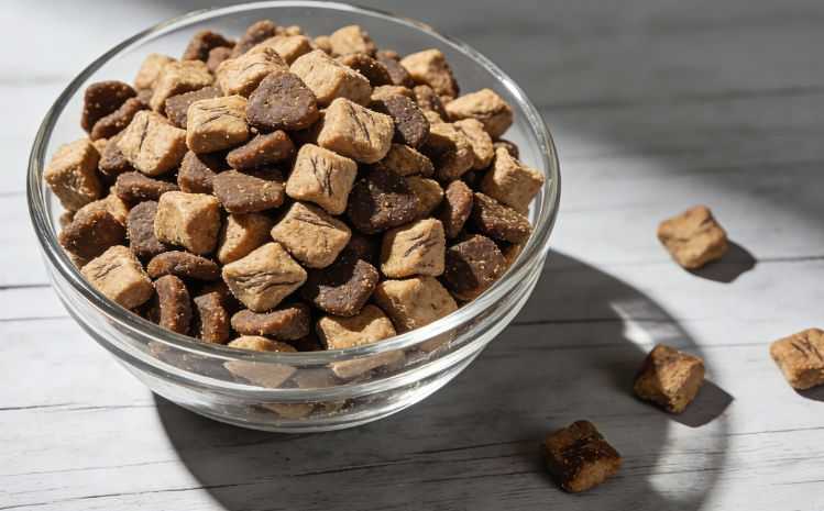 Is Grain-Free Cat Food Better?