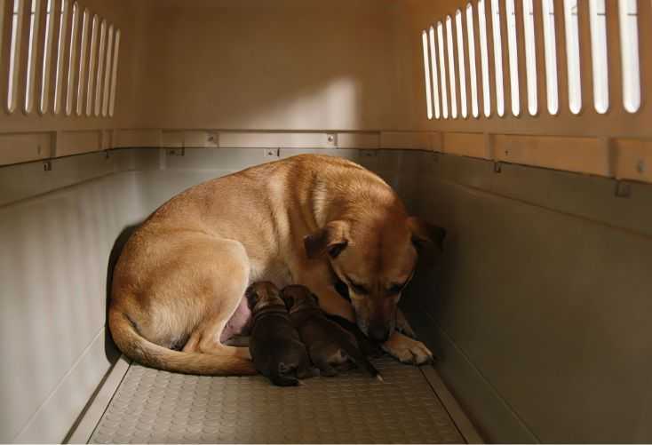 Whelping: A Guide To Help Your Dog Through Labor