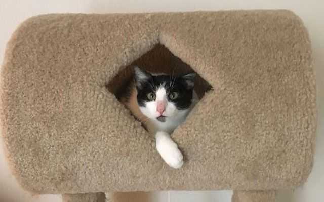 Declawing cats causes them lifelong pain. It’s time to ban the practice