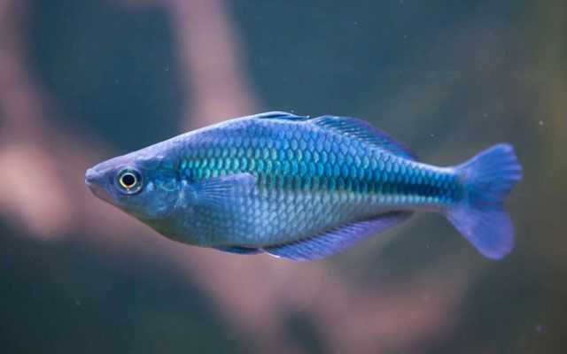 Popular pet fish listed as “threatened” under Endangered Species Act