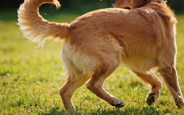 Why Do Dogs Chase Their Tail?
