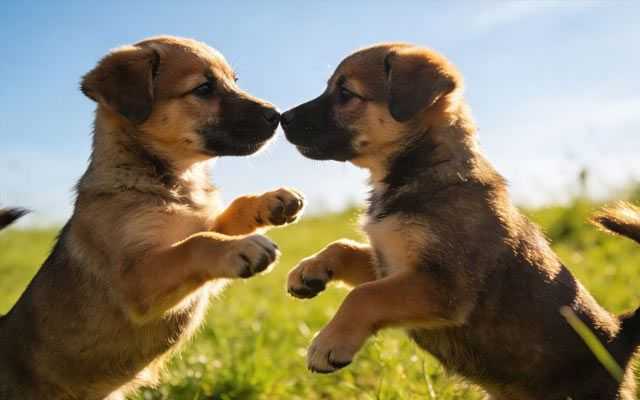 How To Introduce Dogs to Each Other