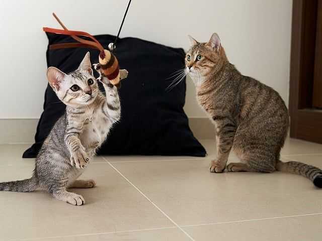 Free course set up to help manage Abu Dhabi's stray cats