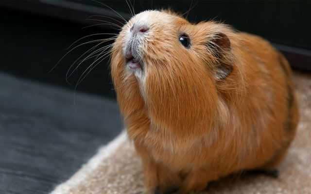 Reasons to Spay Your Guinea Pig