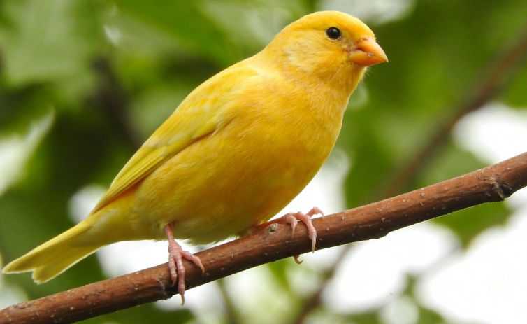 Canary Care Sheet
