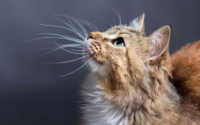 Owner Rescues One Cat, Shock As Two Days Later Gets Triple Surprise