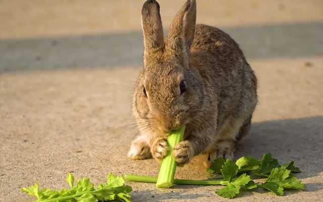 Can Rabbits Eat Celery?