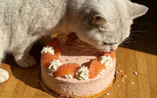 Salmon Sweet Potato Cat Birthday Cake Recipe