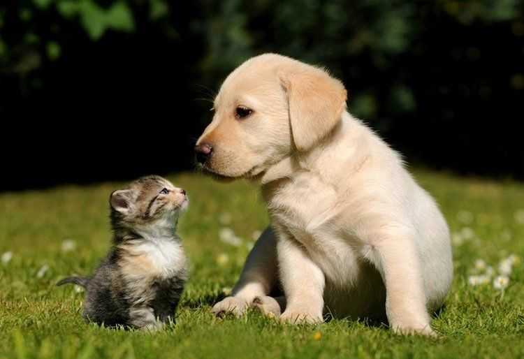 Family law changes will better protect domestic violence victims – and their pets