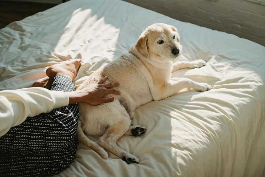 The benefits and risks of sleeping next to your dog
