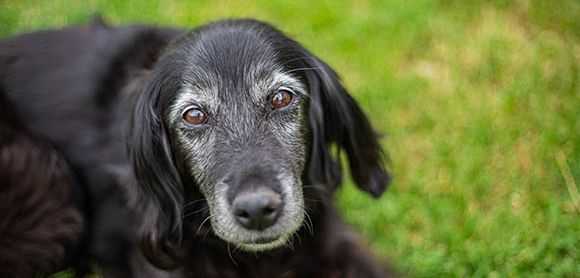 Veterinarians warn of the the spices and holiday foods that can have deadly consequences for your pet