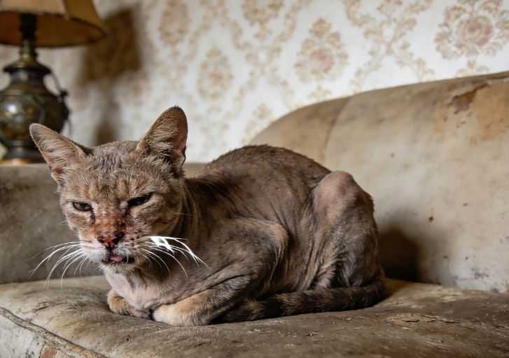 When Is a Cat Considered a Senior? What To Expect When Your Cat’s Aging