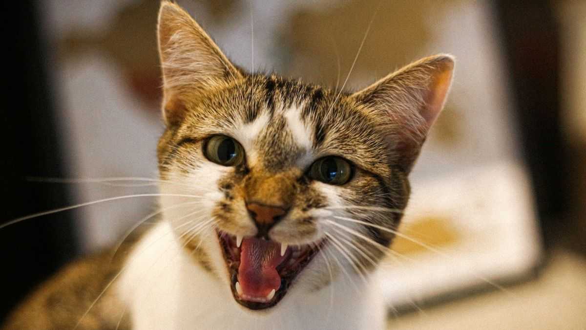 Cats could be learning words faster than human babies, study suggests