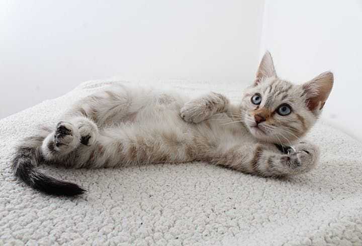 Cats develop dementia like humans – and may hold clues to treating it