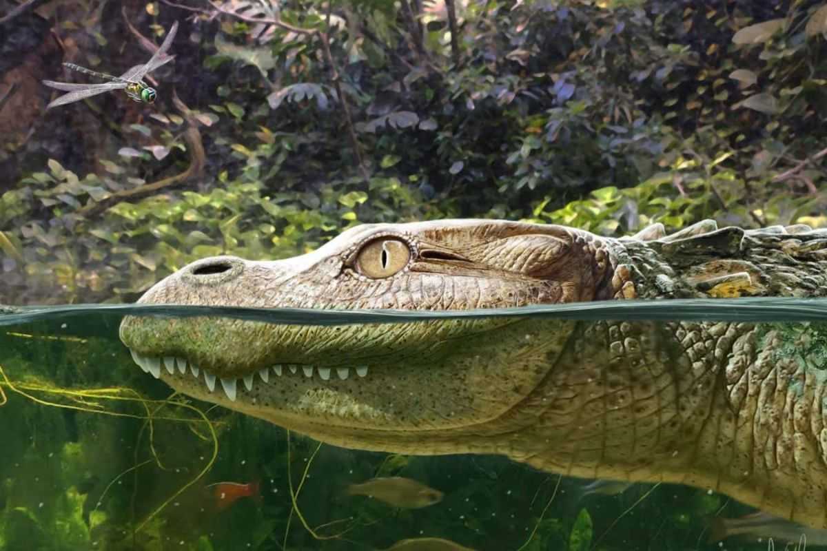 'My alligator is placid - except at dinnertime'