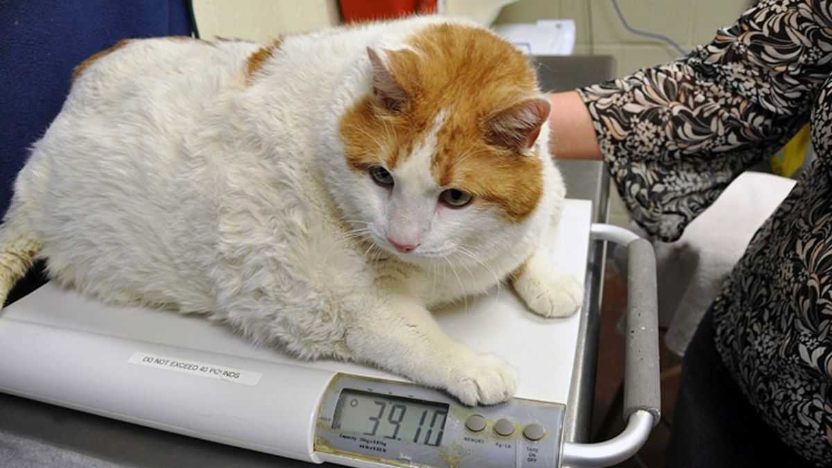 Ozempic could be coming for a new demographic – your fat cat