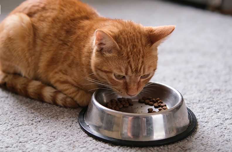 6 Reasons Why Your Cat Is Not Eating and What To Do