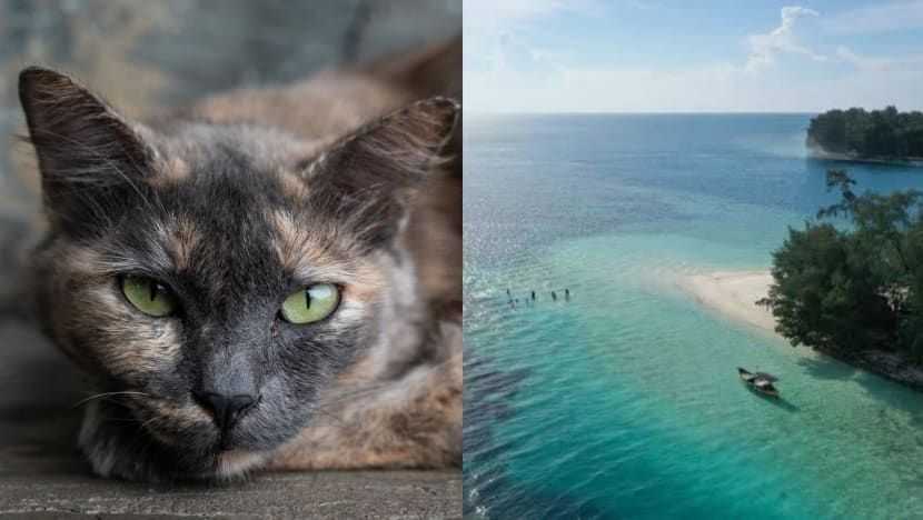 ‘Cat island’ in Java Sea? Jakarta mulls moving stray felines offshore but experts flag concerns