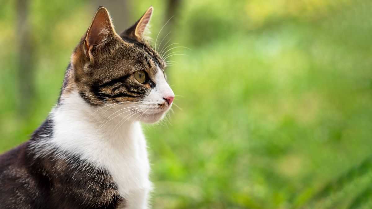 Cat reunited with owner after two years missing