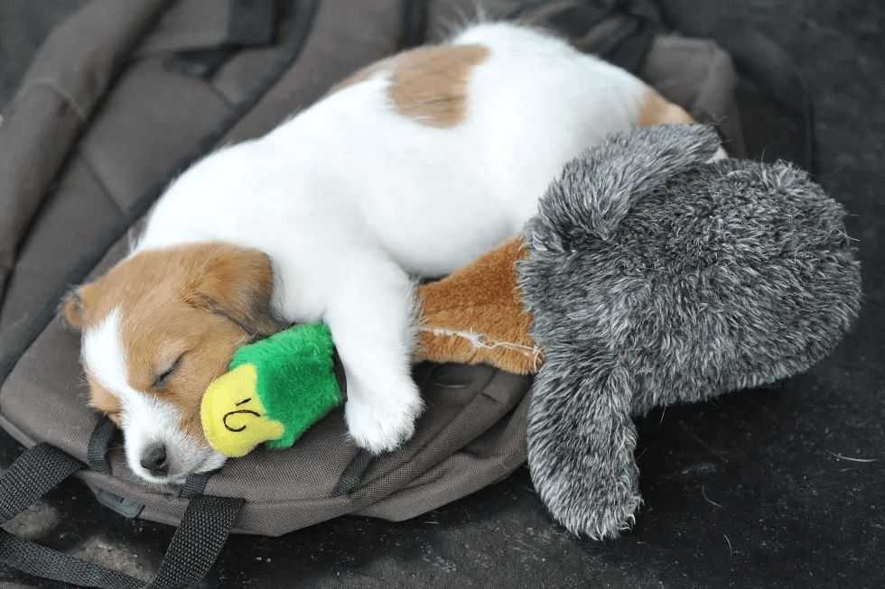 Pet sounds: Why some dog owners share music with their 4-legged friends