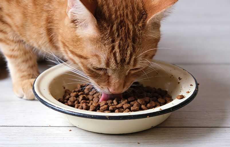 Can Cats Eat Dog Food?