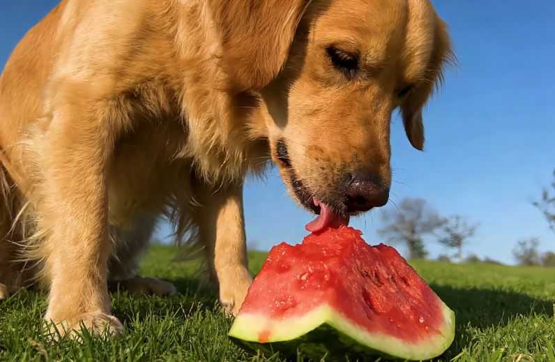 Can Dogs Eat Watermelon?