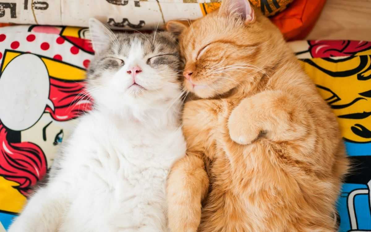 Cats that fetch are more common than you might think. New study finds 41% of felines retrieve